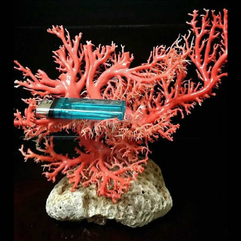 收購紅珊瑚